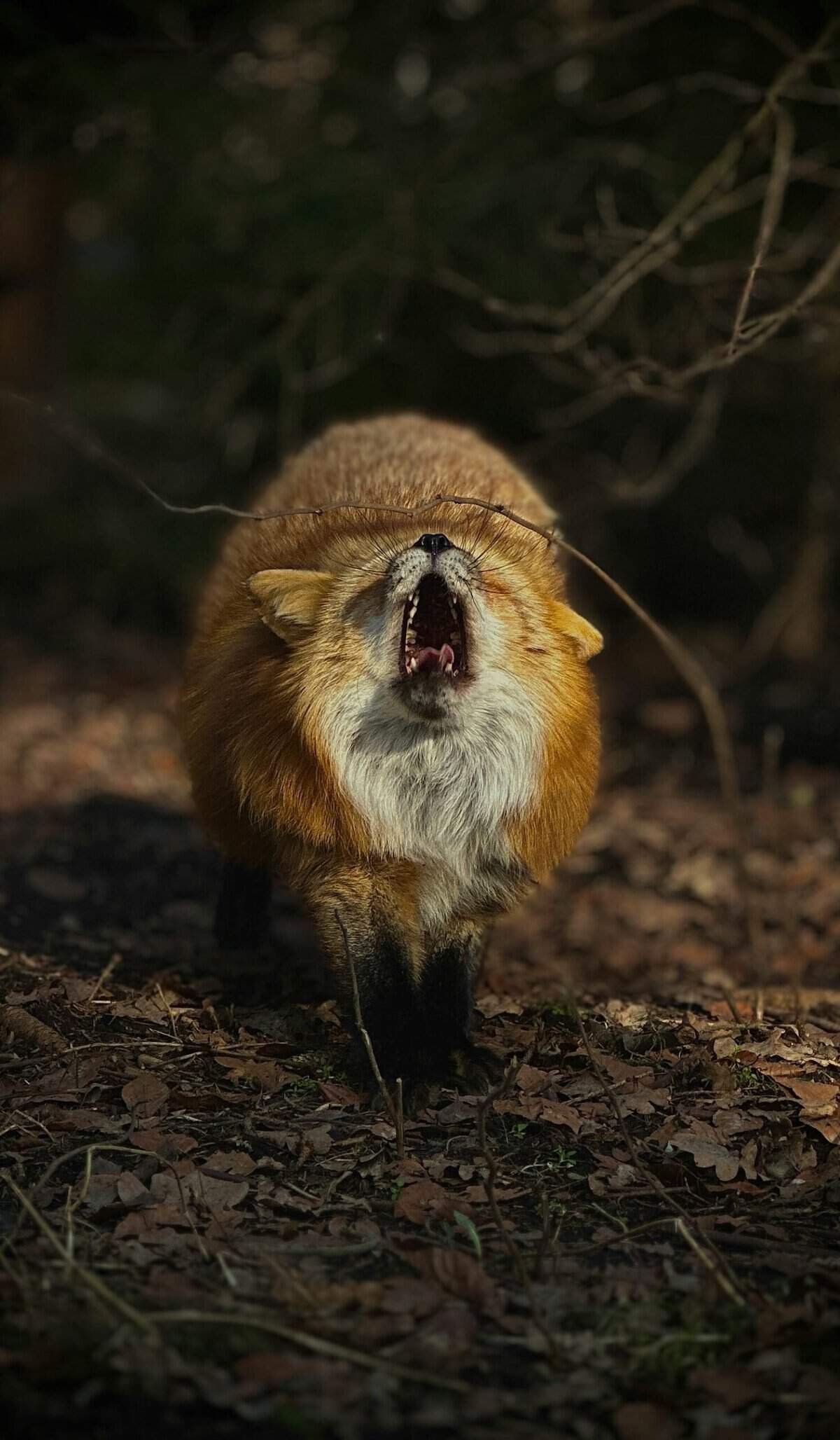 What Are The Best Ways To Warm Up Before Skateboarding?