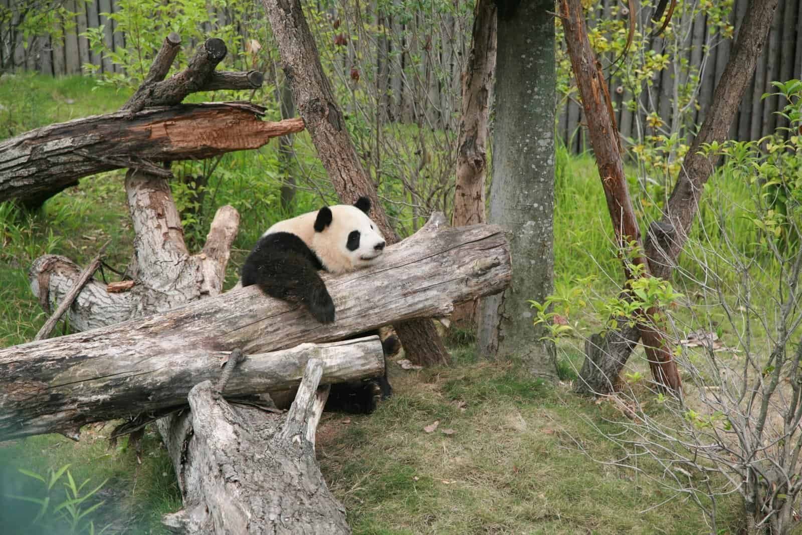 How To Replace Skateboard Bearings? How To Replace Skateboard Bearings?