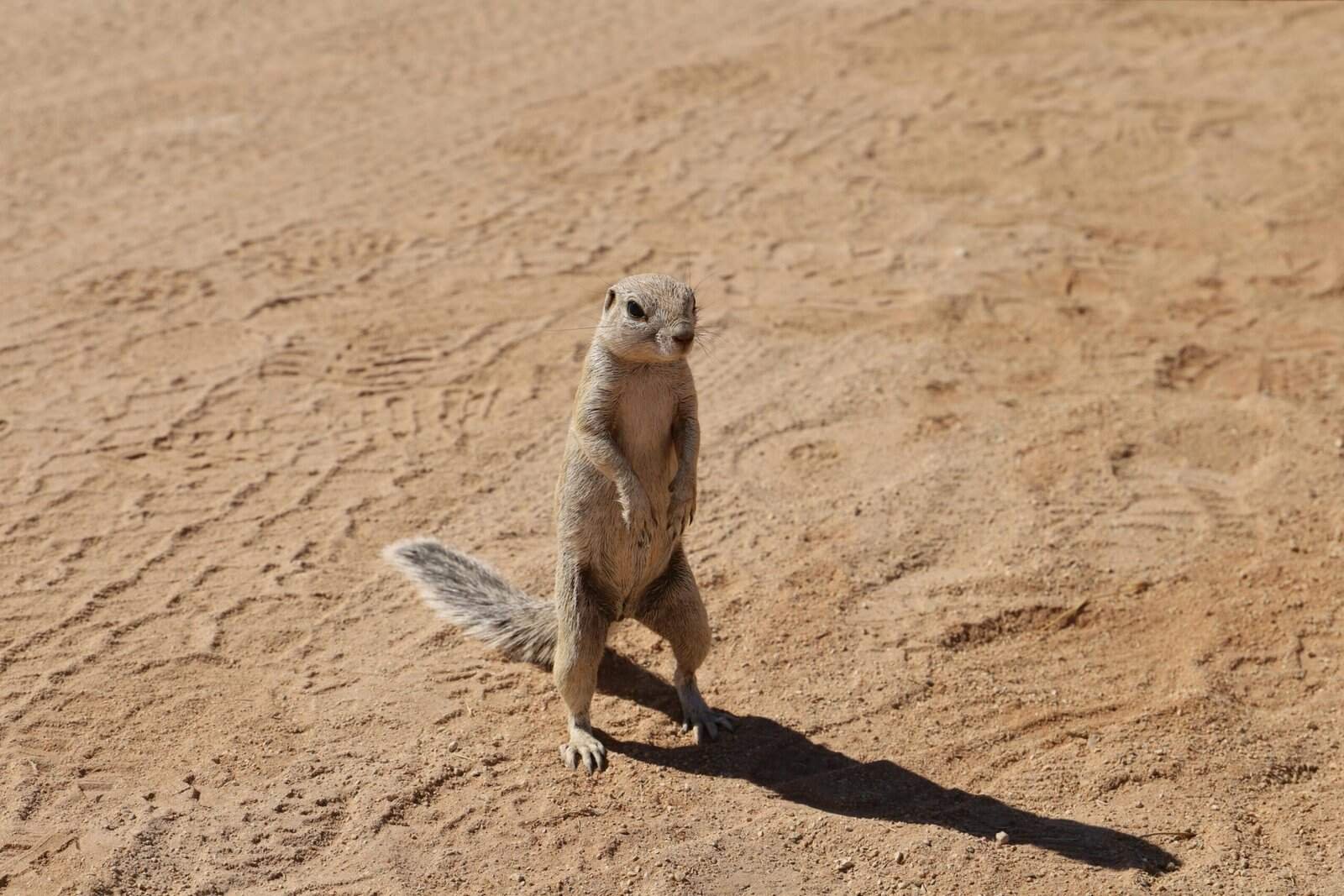 Frosted Skateboard Small Fish Board Woody Toy Boy Toys Boys Outdoor Toys Skating Beginners Equipment Flashing Wheel Skateboard Girl Skateboards Street Skateboard Vintage