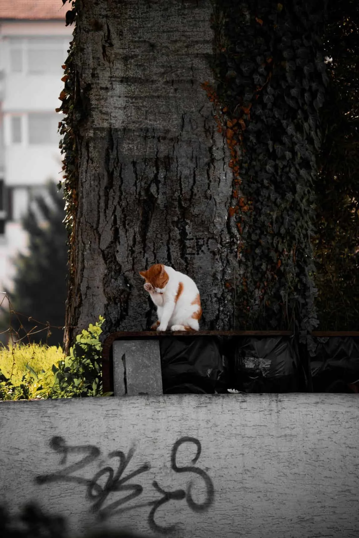 Frosted Skateboard Small Fish Board Review